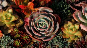 如何养好多肉植物