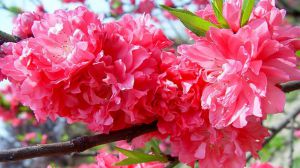 杜鹃花寓意是什么意思