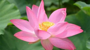 荷花夏天怎么养