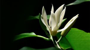 白兰花室内养殖方法