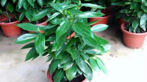 平安树可以用啤酒浇吗