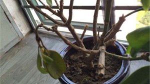 盆栽茉莉在几月份修剪