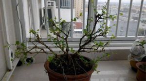 茉莉开花后如何剪枝