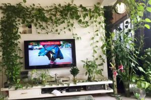 1盆绿萝吊兰，让旧屋变豪宅，省下10万装修费！