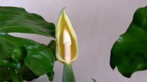 滴水观音几月份开花