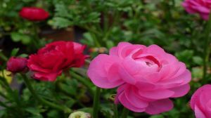 花毛茛怎么浇水