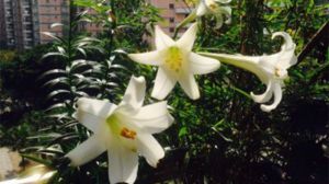 盆栽百合花怎么养
