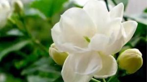 茉莉夏季怎么养