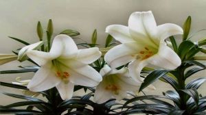 百合花一年开几次花