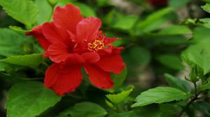 扶桑花怎么养