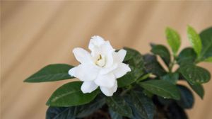 如何养栀子花盆栽