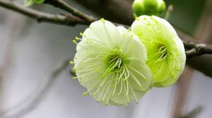 绿梅是什么
