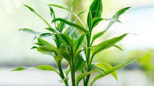 富贵竹怎么修剪根部