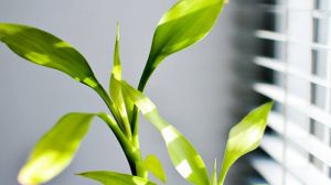 富贵竹怎么浇水