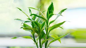 富贵竹怎么修剪