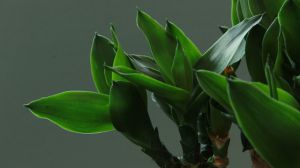 富贵竹如何生根