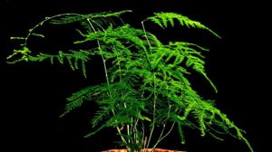 文竹的养殖方法和注意事项