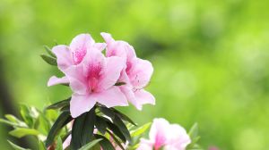 杜鹃花怎么养