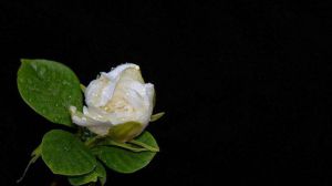 栀子花怎么浇水
