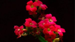 长寿花怎么浇水