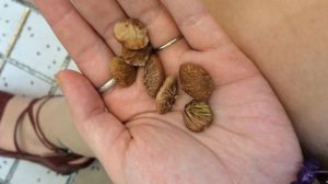 山竹种子有毒吗