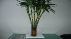 富贵竹怎么分株