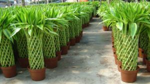 富贵竹怎么移栽