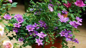 铁线莲不开花怎么办