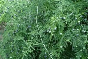 他家的虎皮兰文竹…一次结果100个，枝条都压弯，邻居羡慕死了！
