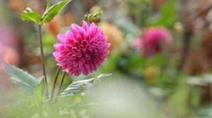 大丽花怎么养护