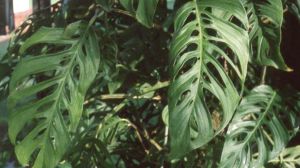 龟背竹怎么分株