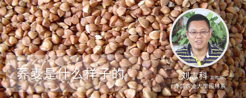 荞麦是什么样子的 荞麦是什么样子的