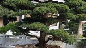 罗汉松怎么正确施肥