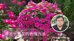 垂吊长春花的养殖方法