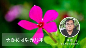 长春花可以养几年