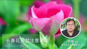 长春花换盆注意事项