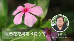 长春花花期可以摘心吗
