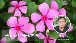 长春花的养殖方法和注意事项