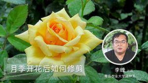 月季开花后如何修剪