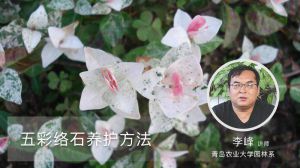 五彩络石养护方法