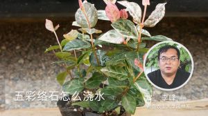 五彩络石怎么浇水