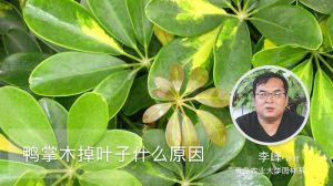 鸭掌木掉叶子什么原因