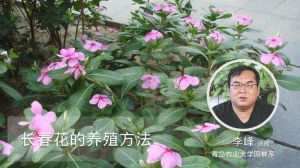 长春花的养殖方法