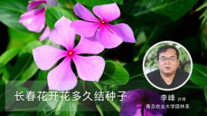 长春花开花多久结种子