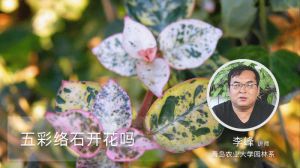 五彩络石开花吗