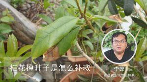 桂花掉叶子是怎么补救