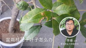 盆栽桂花干叶子怎么办