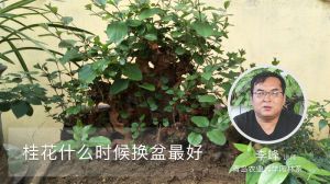 桂花什么时候换盆最好