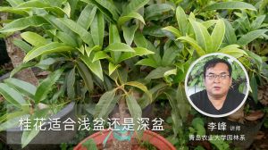 桂花适合浅盆还是深盆