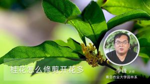 桂花怎么修剪开花多